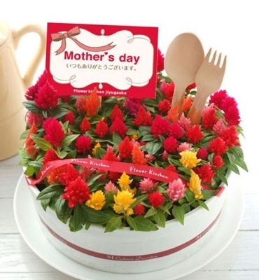 ケーキみたいなケイトウの花鉢 母の日にいかが 楽天で見つけた鉢植えギフト特集